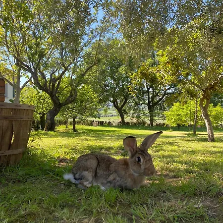 Bed and Breakfast In An 1800s Frescoed With Panoramic Solarium And Historic Park - Mastrangelo 4*